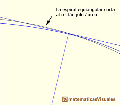 Golden Ratio: golden spiral, The true equiangular spiral cuts the sides of the squares at very small angles, instead of touching them | matematicasVisuales