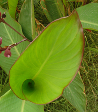 A golden leaf