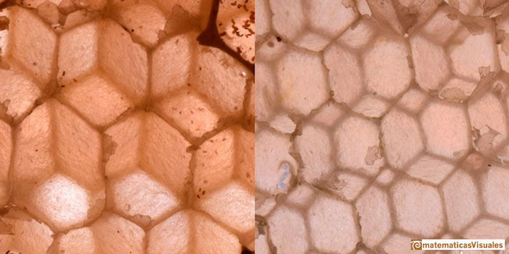 Dodecaedro rmbico (2): Un problema de optimizacin en torno a los panales de las abejas |matematicasVisuales
